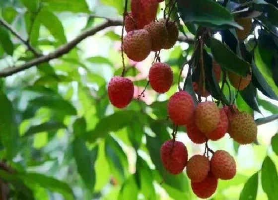 种植位置|荔枝树可以种在家门口吗