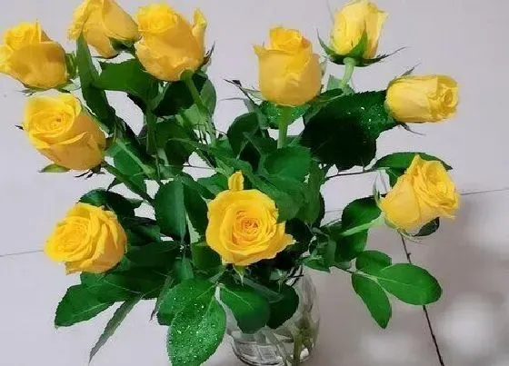 花语|30朵玫瑰代表什么花语