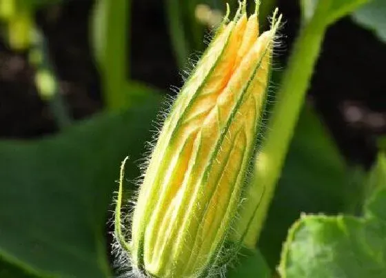 种植百科|南瓜种植多久开花 从开花到成熟需要多久