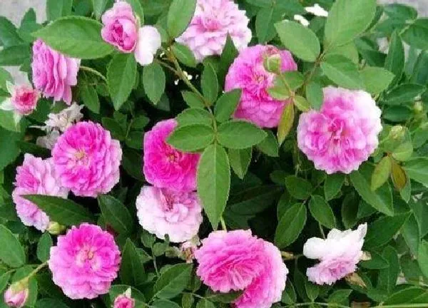 养殖科普|茉莉花和月季哪个好养（在家里盆栽茉莉花好养吗）