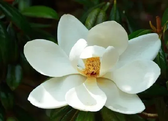 花卉百科|代表圣洁的花