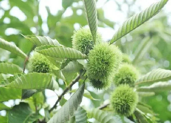 种植管理|板栗几年结果实