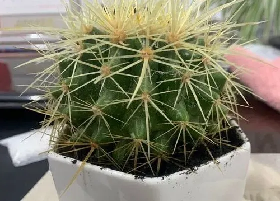 植物毒性|仙人球开花有毒吗 放在室内养好吗
