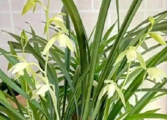开花时间|建兰什么时候开花 一年开几次