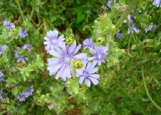 种植方法|苦菊怎么种植 栽种时间和方法