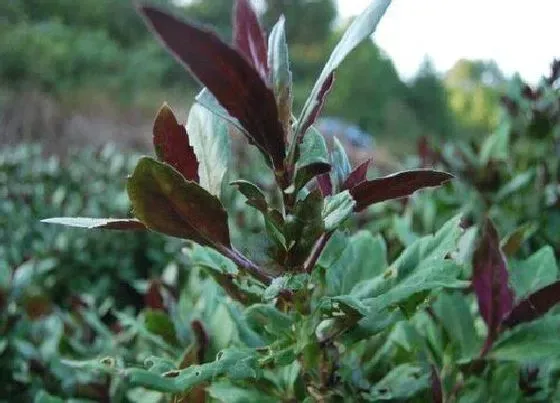 种植管理|紫背菜什么季节种植合适