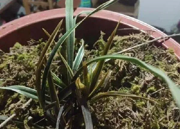 植物换土|墨兰怎么换土换盆