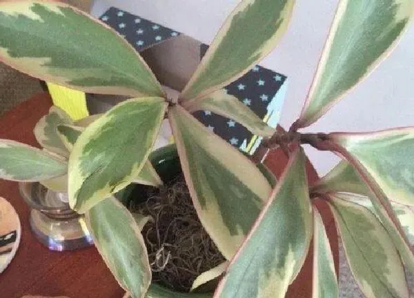 植物浇水|红边椒草多久浇一次水