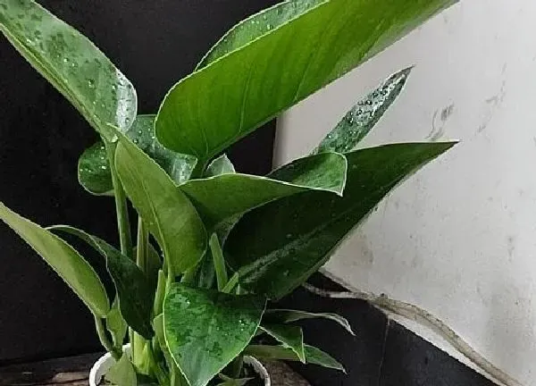 植物浇水|牛奶可以浇万年青吗 牛奶浇万年青的正确方法