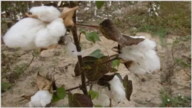 棉花早枯怎么办？预防措施介绍下 | 种植施肥