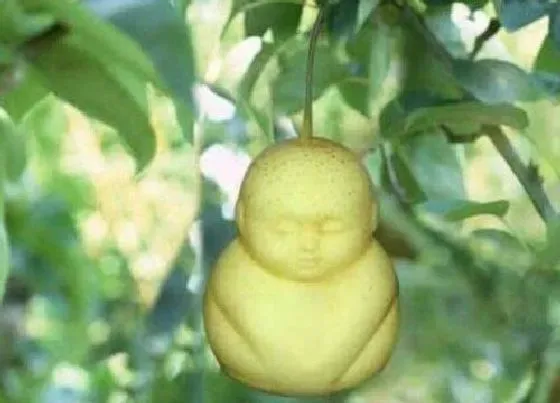 种子|人参果是什么植物的果实