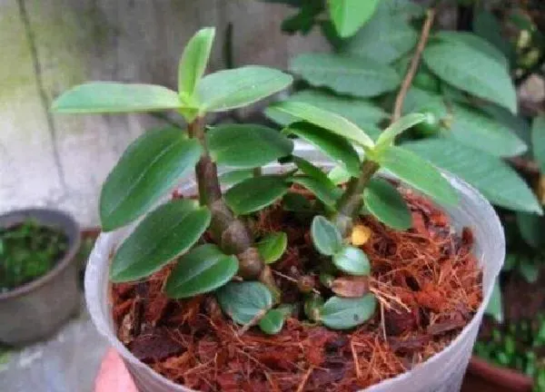 植物浇水|铁皮石斛怎么浇水方法