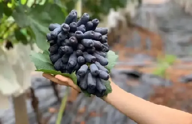 果实科普|蓝宝石葡萄优缺点（蓝宝石葡萄耐寒、产量、好吃口感介绍）
