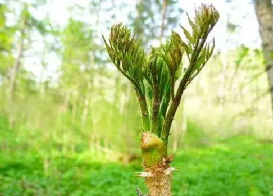 果实保存|刺嫩芽保存方法