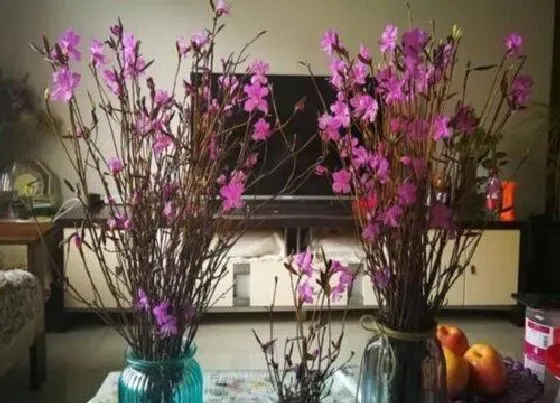 植物毒性|枯枝杜鹃有毒吗 可以放在室内养吗