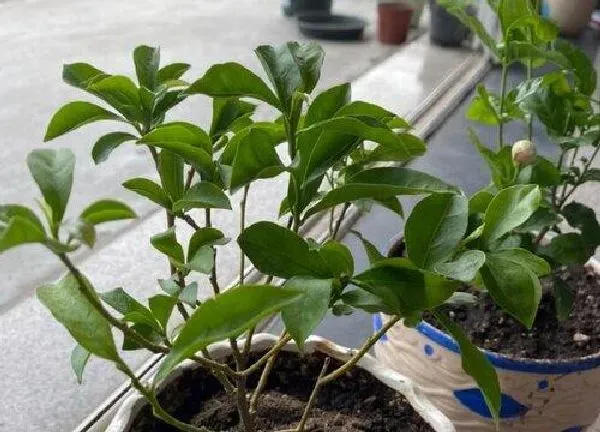 植物移栽|茉莉换盆时间和方法