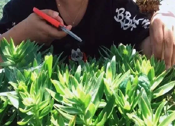 植物修剪|火祭多肉怎么修剪好看