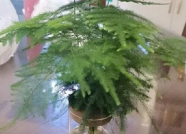 植物浇水|磷酸二氢钾可以浇文竹吗