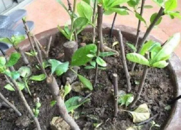 植物扦插|海棠花扦插时间和方法