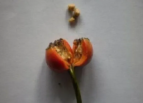 植物播种|月季花种子怎么种植