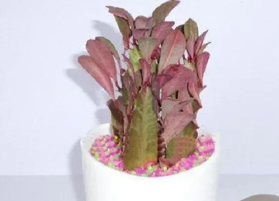 植物百科|红龙骨开花吗 开什么样的花