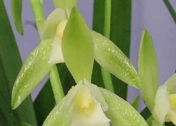 植物移栽|素心兰花怎么分盆容易成活