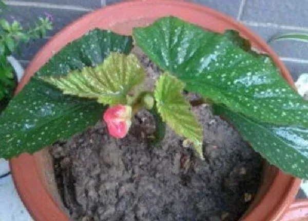 植物扦插|海棠花扦插时间和方法