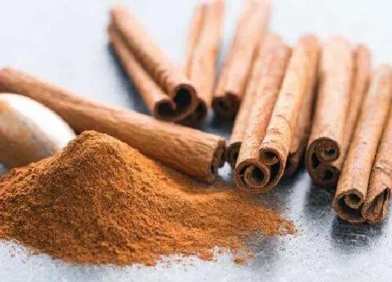 植物泡水|桂皮可以泡水喝吗