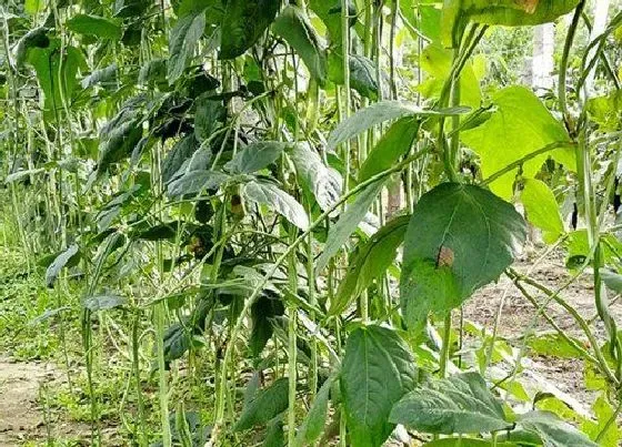 种植管理|豇豆什么季节种植合适