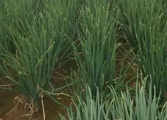 种植管理|红葱怎么栽种 种植红葱头种子的时间和方法