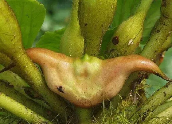 植物产地|菱角是哪里的特产