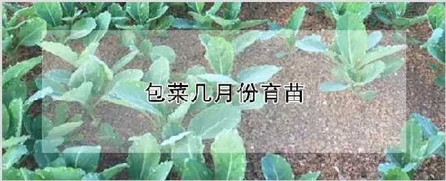 包菜几月份育苗 | 种植资料