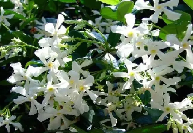 植物扦插|络石藤可以扦插吗（花叶络石藤嫩枝繁殖多久生根成活）