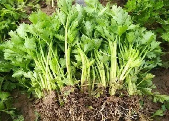 食用须知|家里养的宠物狗可以吃芹菜吗