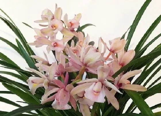 冬天植物|夜来香耐寒吗