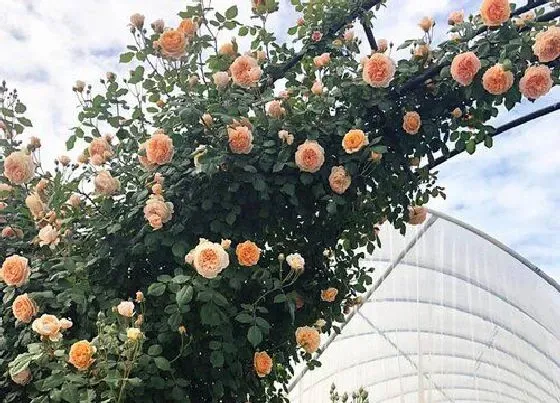 种植土壤|藤本月季配土方法与种植土壤