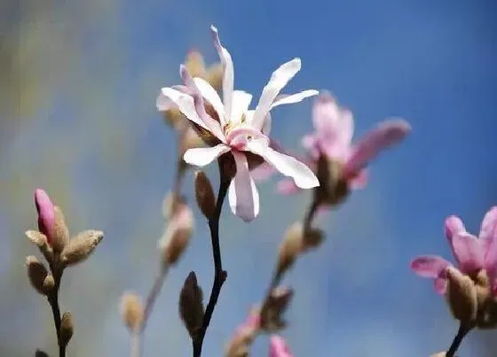 开花时间|玉兰花多久开花一次 能开多长时间