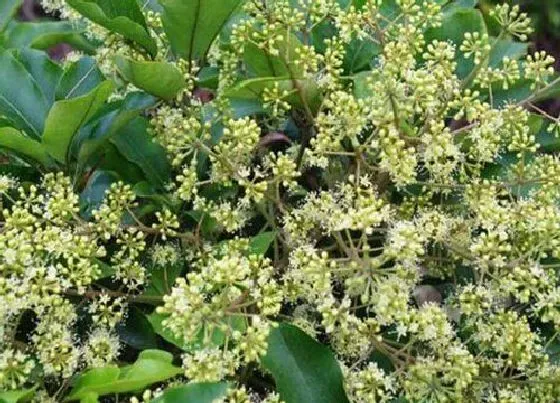 植物百科|鸭脚木开花吗 花期多长时间