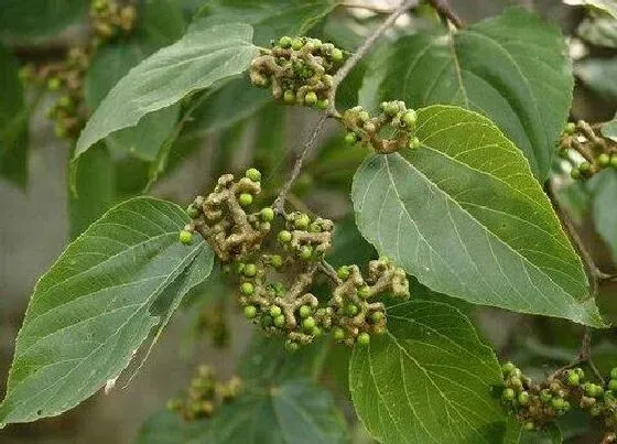 植物产地|拐枣哪里产的最好