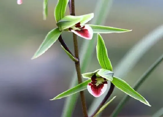 植物寓意|兰花象征着什么意义和人生追求（代表什么精神与人生感悟）