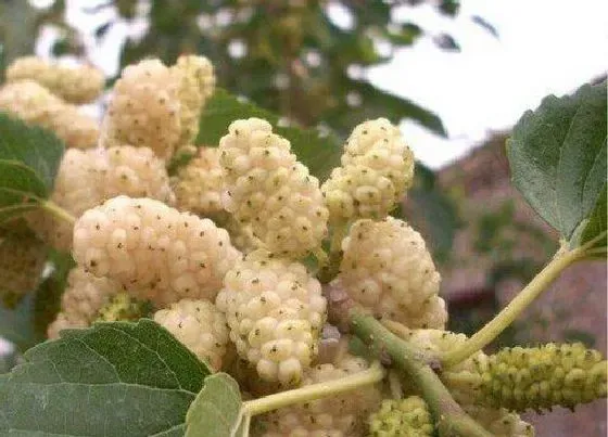 植物排行|桑葚苗什么品种最好