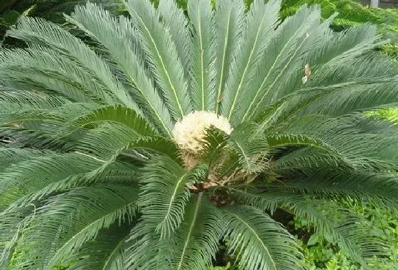 树木风水|铁树风水作用与寓意 家里种铁树风水禁忌