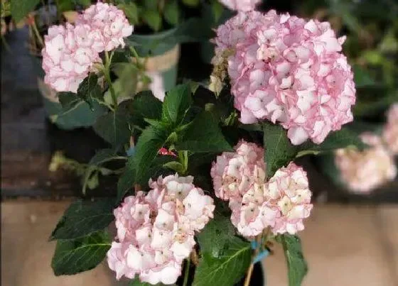 花卉百科|绣球怎么做干花不变色 绣球干花的制作方法