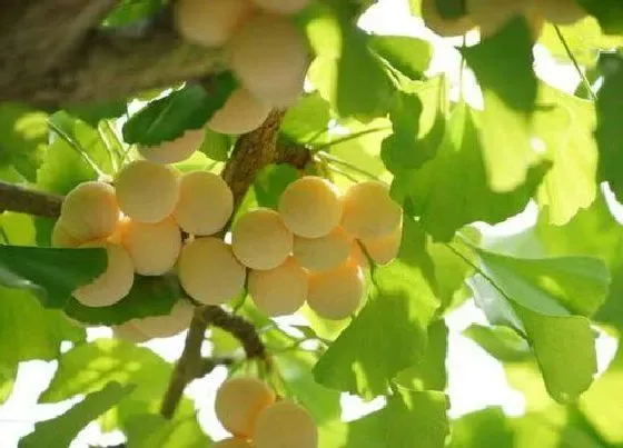 植物产地|银杏树原产地在哪里