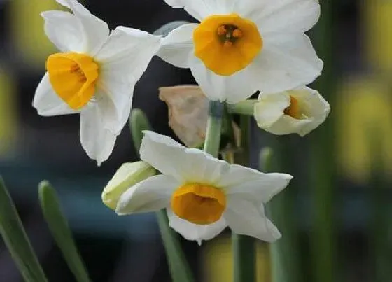 花朵|水仙花有几个花瓣 水仙花花朵花瓣像什么