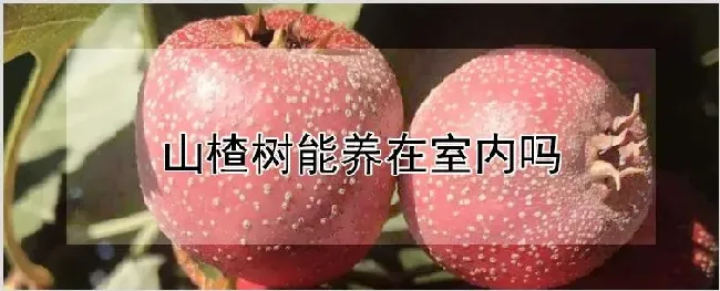 山楂树能养在室内吗 | 种植技术