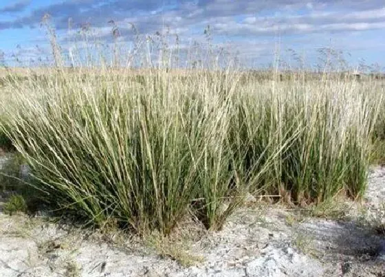 植物种类|观赏草品种大全