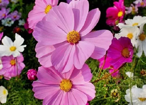 植物寓意|格桑花代表什么象征意义 开花代表什么含义