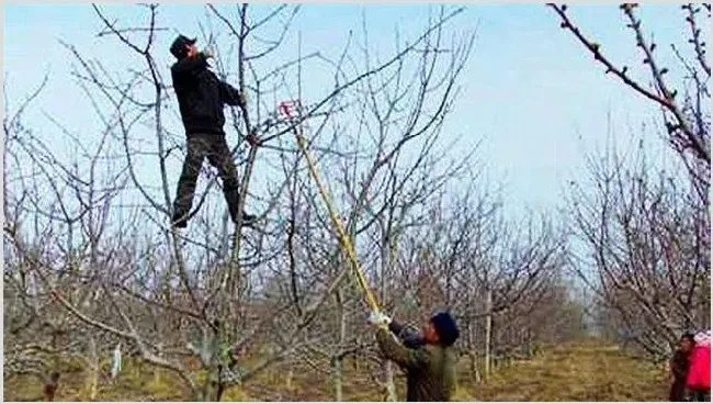 苹果的冬剪注意什么 | 养殖技术