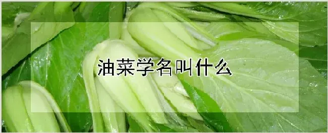 油菜学名叫什么 | 农业科普